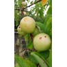 Nectarine blanche, chair fondante et très parfumée | La Hunelle
