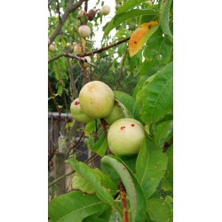 Nectarine blanche, chair fondante et très parfumée | La Hunelle