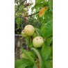 Nectarine blanche, chair fondante et très parfumée | La Hunelle