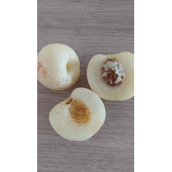 Nectarine blanche, chair fondante et très parfumée | La Hunelle