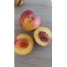 Nectarine Nectared, chair jaune douce et fondante | La Hunelle