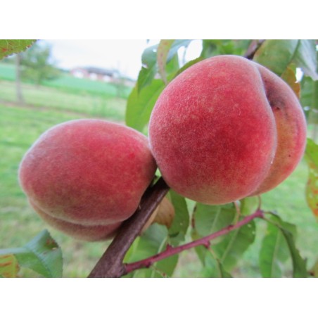 Pêcher Fertile de septembre, pêche belge tardive | La Hunelle