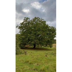 Noyer de semis, grand arbre à noix pour le verger | La Hunelle