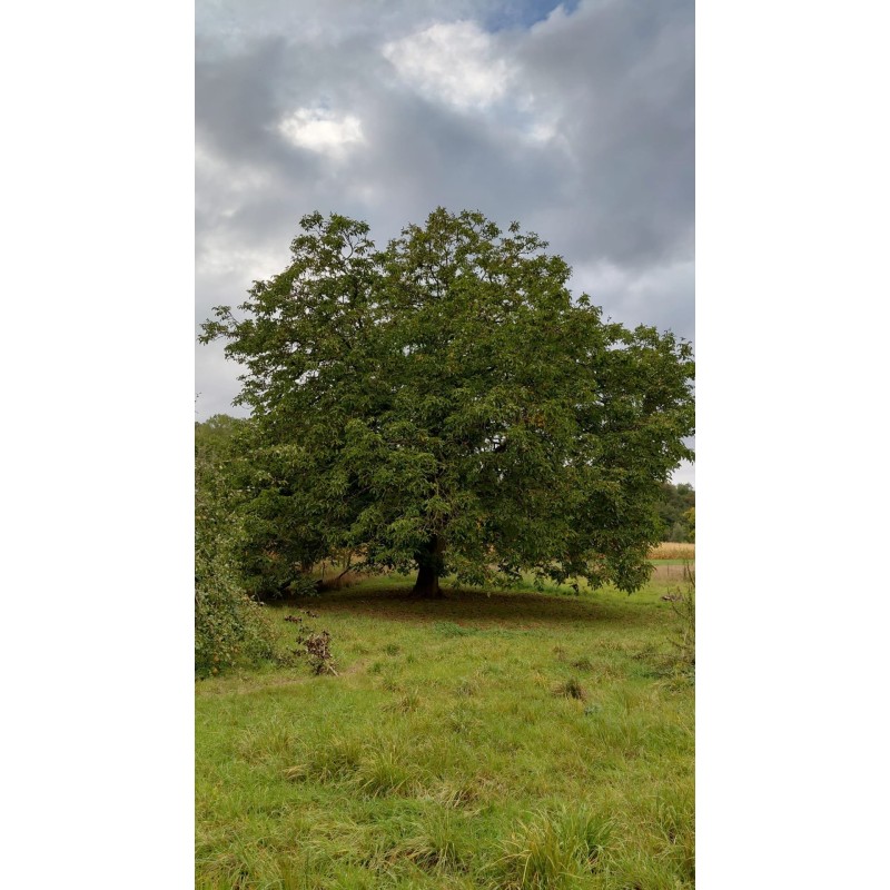 Noyer de semis, grand arbre à noix pour le verger | La Hunelle