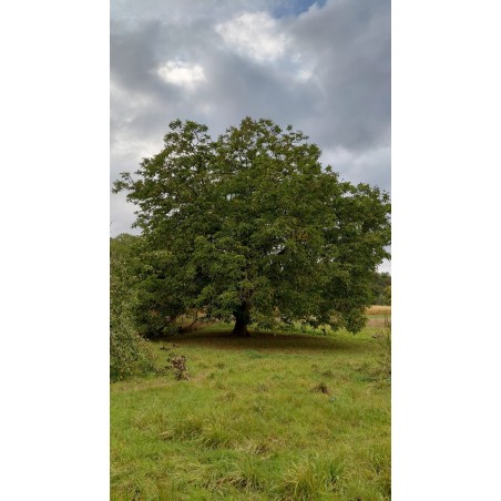 Noyer de semis, grand arbre à noix pour le verger | La Hunelle