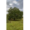 Noyer de semis, grand arbre à noix pour le verger | La Hunelle