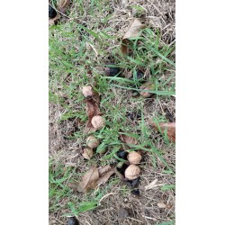 Noyer de semis, grand arbre à noix pour le verger | La Hunelle