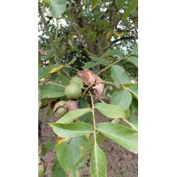 Noyer de semis, grand arbre à noix pour le verger | La Hunelle