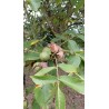 Noyer de semis, grand arbre à noix pour le verger | La Hunelle