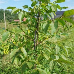 Noyer de semis, grand arbre à noix pour le verger | La Hunelle