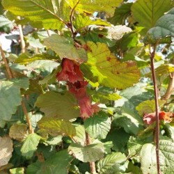 Noisetier Rouge de Zeller, la noisette à peau rouge | La Hunelle