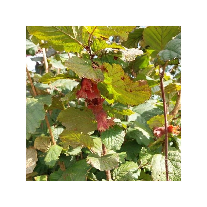 Noisetier Rouge de Zeller, la noisette à peau rouge | La Hunelle