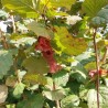 Noisetier Rouge de Zeller, la noisette à peau rouge | La Hunelle