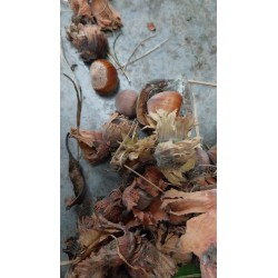 Noisetier Rouge de Zeller, la noisette à peau rouge | La Hunelle
