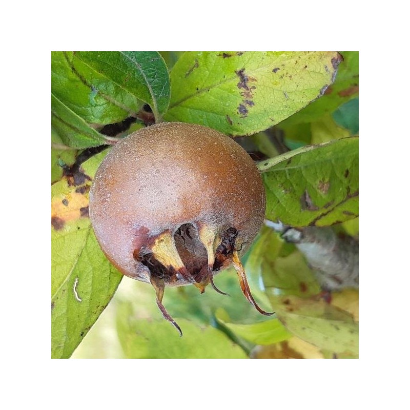 Néflier Westerveld, gros fruits d'hiver à blettir | La Hunelle