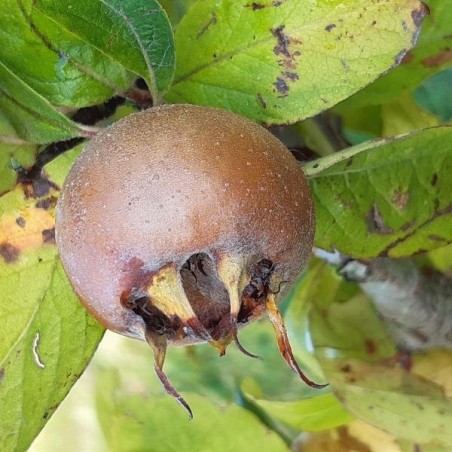 Néflier Westerveld, gros fruits d'hiver à blettir | La Hunelle