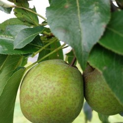 Nashi Turnbull Giant, très gros fruit longue récolte | La Hunelle