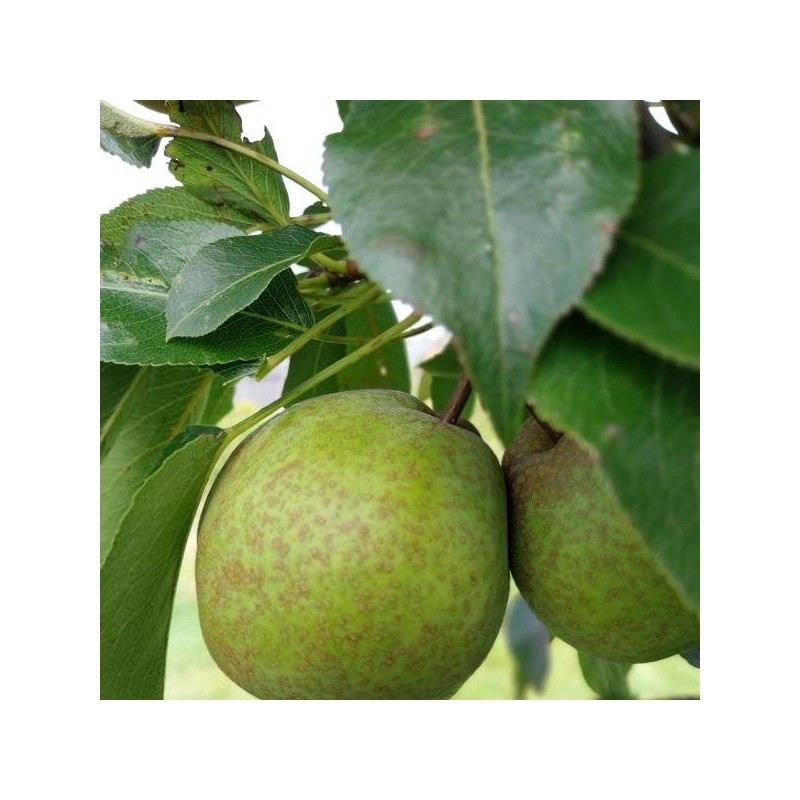 Nashi Turnbull Giant, très gros fruit longue récolte | La Hunelle