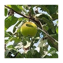 Sorbopyrus Shipova, fruit rare aux notes d'ananas | La Hunelle