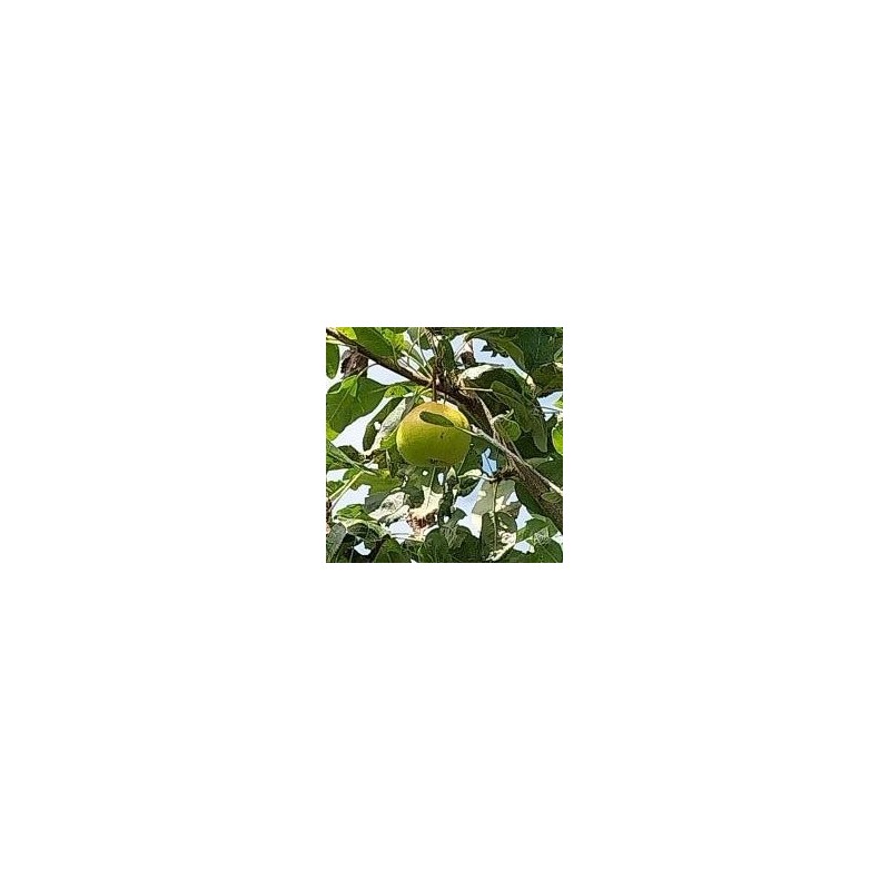 Sorbopyrus Shipova, fruit rare aux notes d'ananas | La Hunelle