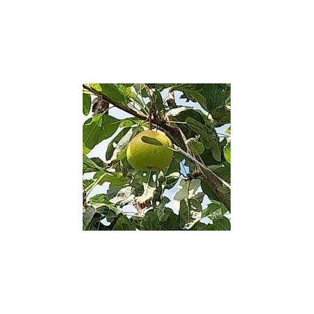 Sorbopyrus Shipova, fruit rare aux notes d'ananas | La Hunelle