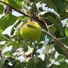 Sorbopyrus Shipova, fruit rare aux notes d'ananas | La Hunelle