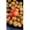 Nashi Reddy Robin, la poire asiatique rouge | La Hunelle