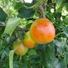 Nashi Reddy Robin, la poire asiatique rouge | La Hunelle