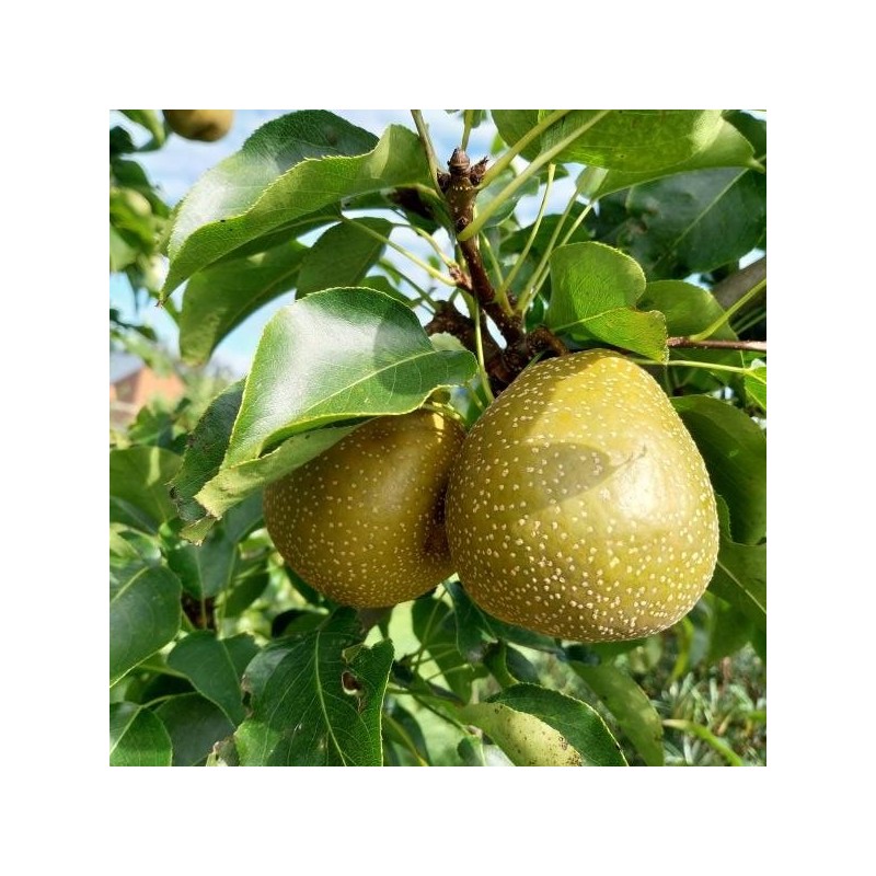 Nashi New World, gros fruit cuivré de longue garde | La Hunelle