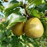 Nashi New World, gros fruit cuivré de longue garde | La Hunelle
