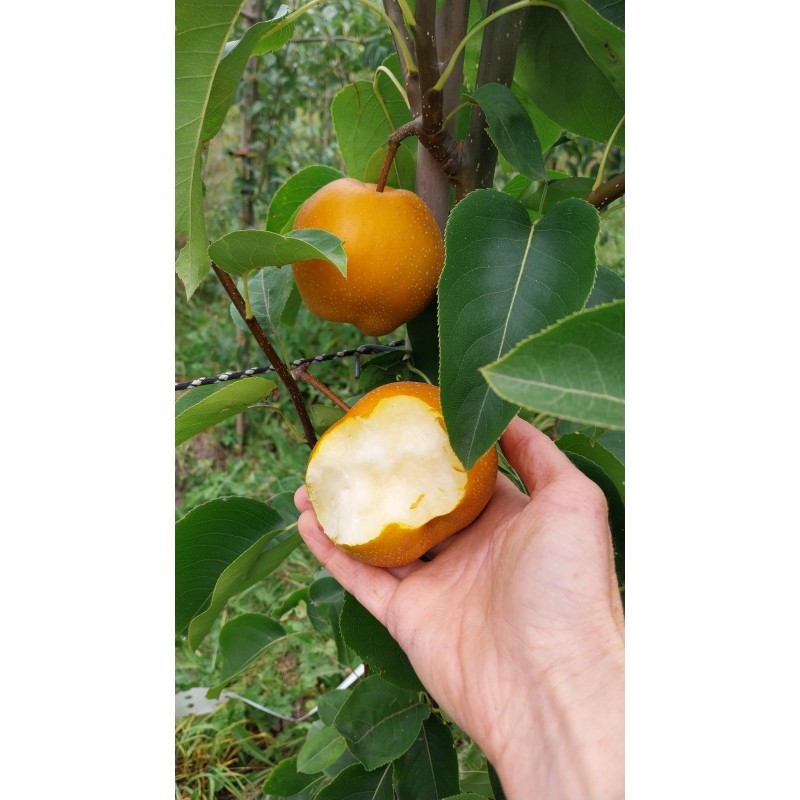 Nashi Hosui, poire asiatique juteuse et croquante | La Hunelle