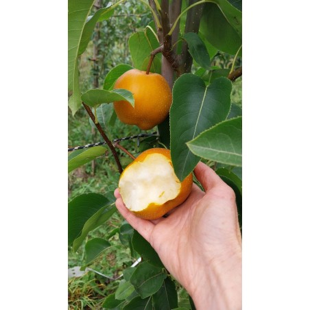 Nashi Hosui, poire asiatique juteuse et croquante | La Hunelle