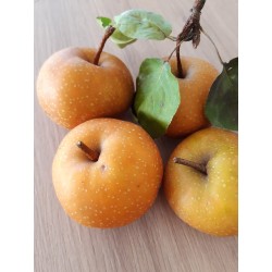 Nashi Hosui, poire asiatique juteuse et croquante | La Hunelle