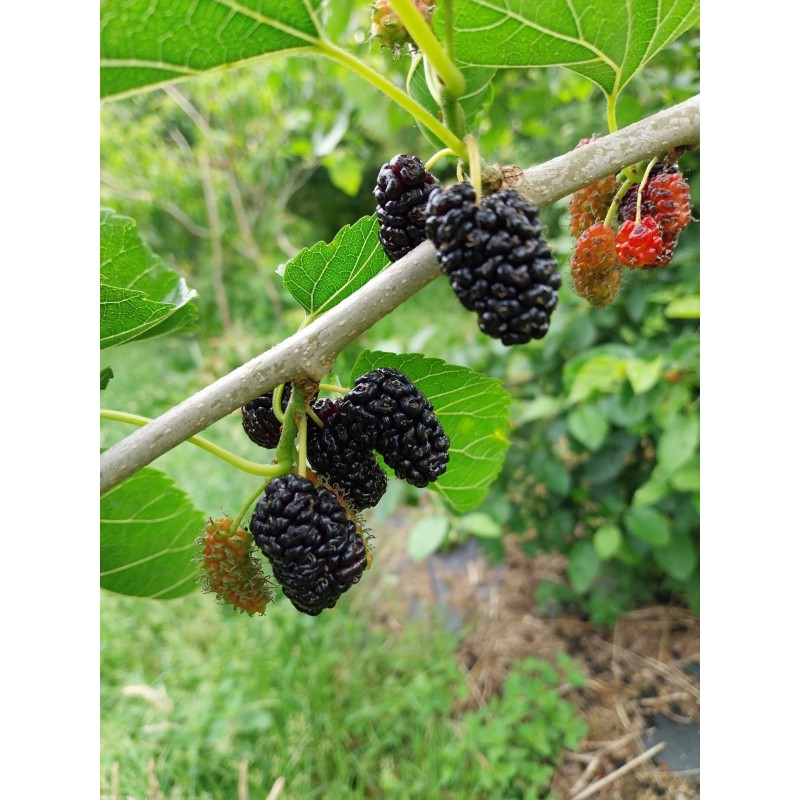 Mûrier noir Morus nigra, le fruit qu'on ne trouve pas | La Hunelle
