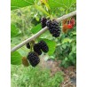 Mûrier noir Morus nigra, le fruit qu'on ne trouve pas | La Hunelle