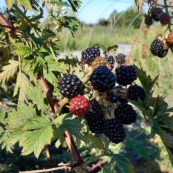 Mûre Thornless Evergreen, sans épines au beau feuillage | La Hunelle