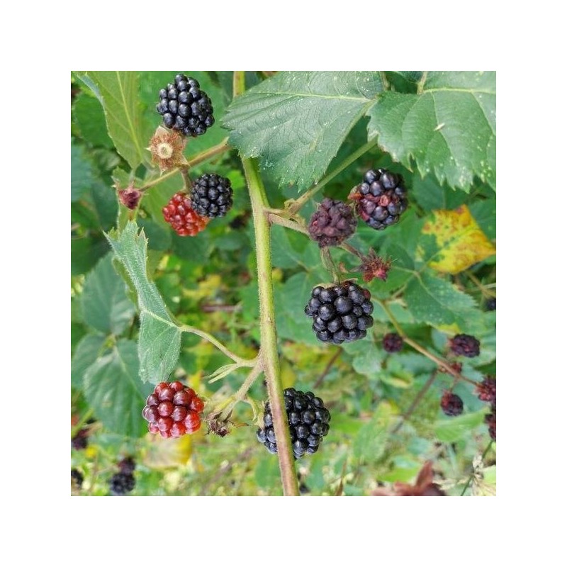 Mûre Loch'Ness sans épines, gros fruits noirs sucrés | La Hunelle