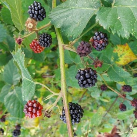 Mûre Loch'Ness sans épines, gros fruits noirs sucrés | La Hunelle