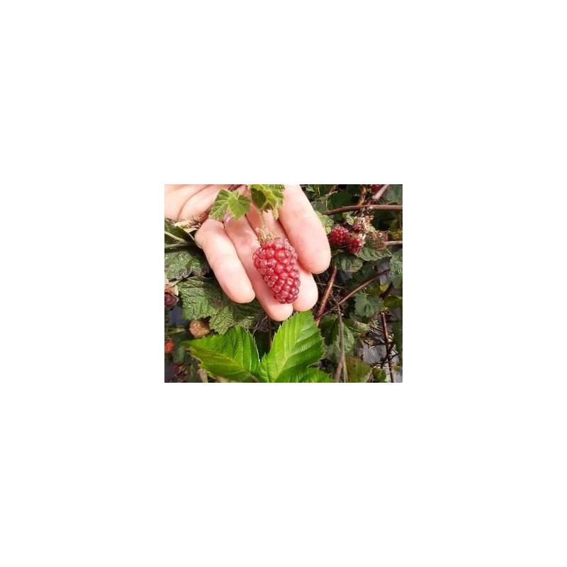 Tayberry Buckingham, mûre-framboise sans épines | La Hunelle