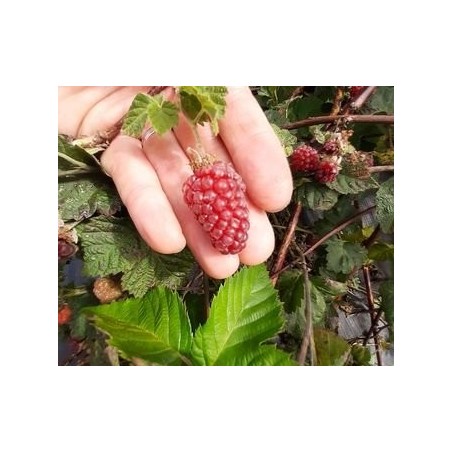 Tayberry Buckingham, mûre-framboise sans épines | La Hunelle