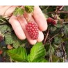 Tayberry Buckingham, mûre-framboise sans épines | La Hunelle