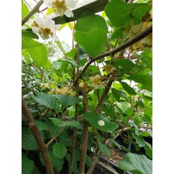 Kiwi Hayward, la variété femelle aux gros fruits | La Hunelle
