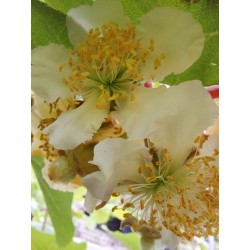 Kiwi Atlas, pied mâle pollinisateur (sans fruits) | La Hunelle
