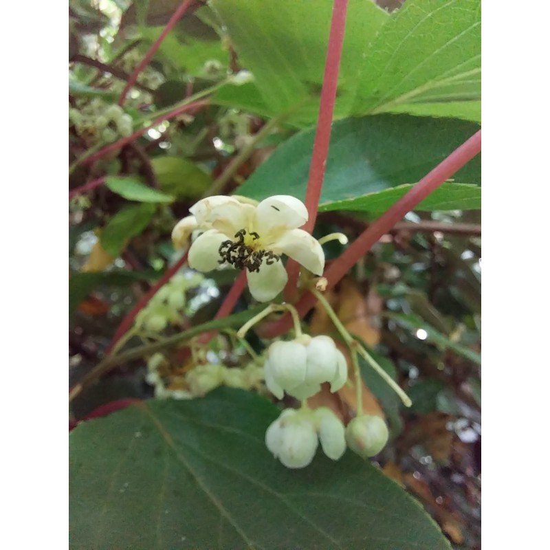 Kiwaï Weima, pied mâle pollinisateur (sans fruits) | La Hunelle