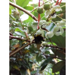 Kiwaï Weima, pied mâle pollinisateur (sans fruits) | La Hunelle