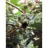 Kiwaï Weima, pied mâle pollinisateur (sans fruits) | La Hunelle