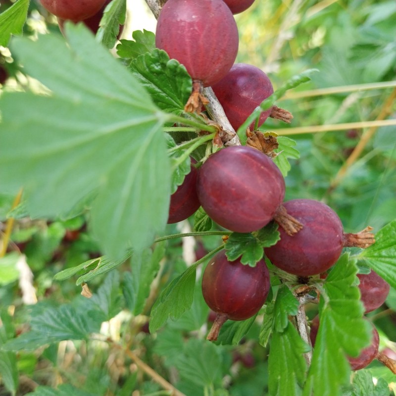 Groseillier à maquereau Hinnomaki Rod, fruits rouges | La Hunelle