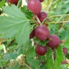 Groseillier à maquereau Hinnomaki Rod, fruits rouges | La Hunelle