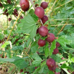 Groseillier à maquereau Hinnomaki Rod, fruits rouges | La Hunelle