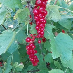Groseillier Rovada, très longues grappes rouges | La Hunelle